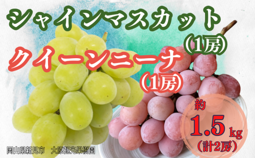 大原観光果樹園 シャインマスカット1房とクイーンニーナ1房（計2房） 約1.5kg 【先行予約 2025年10月中旬から順次発送】 1734080 - 岡山県新見市