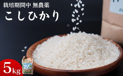 農薬に頼らない栽培 コシヒカリ 5kg ｜ コシヒカリ 自然栽培 農薬に頼らない 栽培期間中 無農薬 寒暖差 限界集落 自然 耕作放棄地