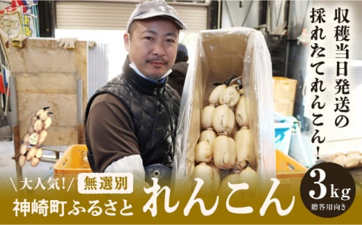 大人気!神崎町ふるさと れんこん (無選別3kg)(※4〜7月受付分は8月以降順次発送)[013-a007]