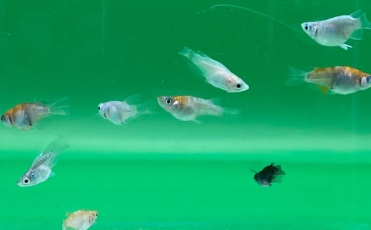 ダルマ めだか （5匹＋死着保証2匹 合計7匹） メダカ 魚 お魚 ペット 飼育 鑑賞 鑑賞魚 生き物 死着保証 【2025年4月上旬-12月下旬発送予定】  1699500 - 福岡県柳川市