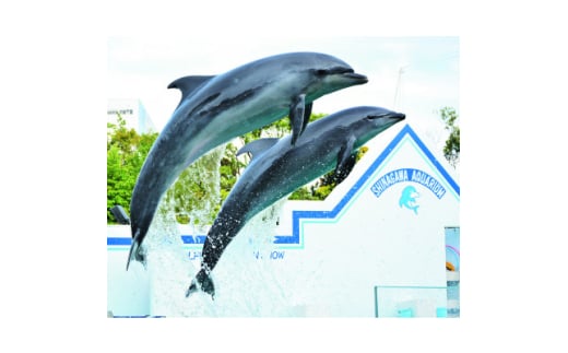 しながわ水族館ペア入館券【1574656】 1796439 - 東京都品川区