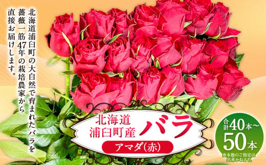 バラ アマダ（赤）（40‐50本）| 花 薔薇 ローズ 生花 赤 贈り物 プレゼント ギフト【2025年5月下旬～11月下旬まで発送予定】 1720539 - 北海道浦臼町