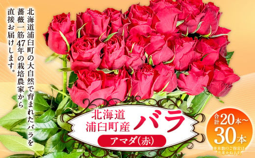 バラ アマダ（赤）（20‐30本）| 花 薔薇 ローズ 生花 赤 贈り物 プレゼント ギフト【2025年5月下旬～11月下旬まで発送予定】 1720538 - 北海道浦臼町