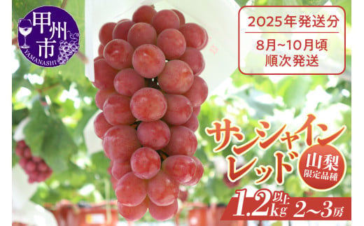 クール配送 山梨県限定品種 サンシャインレッド 合計1.2kg以上【2025年発送】（MS）D-127 【サンシャインレッド ぶどう 葡萄 ブドウ 令和7年発送 期間限定 山梨県産 甲州市 フルーツ 果物 クール便】 845405 - 山梨県甲州市