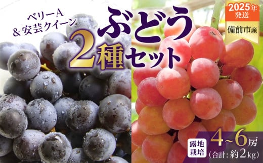 【2025年発送】びぜん葡萄「ベリーＡ」「安芸クイーン」（露地栽培）約2kg 【 岡山県備前市産 ベリーＡ 安芸クイーン 露地栽培 約2kg 樹上完熟 】 1258267 - 岡山県備前市