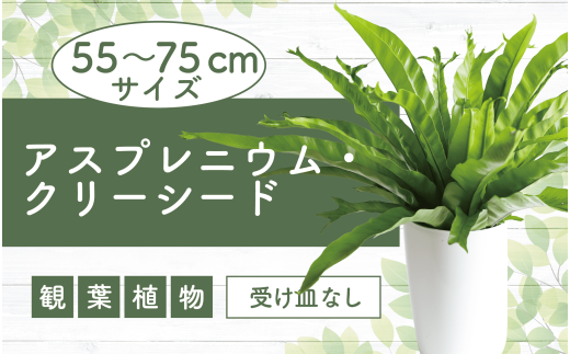 2025年●月●旬～発送【観葉植物】アスプレニウム・クリーシー 55cm～75cm(JAいぶすき/014-1863) 観葉 植物 グリーン インテリア 室内 緑 鉢付 オフィス おしゃれ マイナスイオン インテリアグリーン アスプレニウム クリーシー 家 おしゃれ シンプル 鹿児島【配送不可地域：北海道・沖縄県・離島】