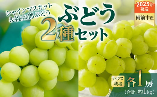 【2025年発送】びぜん葡萄「シャインマスカット」「桃太郎ぶどう」（ハウス栽培）各１房入 【 岡山県備前市産 シャインマスカット 桃太郎ぶどう ハウス栽培 各１房入 樹上完熟 】 1258271 - 岡山県備前市