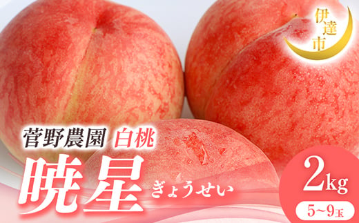 2025年出荷分 先行予約 福島県産 暁星 2kg 2025年7月上旬～2025年7月下旬発送 先行予約 予約 伊達の桃 伊達市 桃 贈り物 贈答 ギフト もも モモ 果物 くだもの フルーツ 国産 食品 F21C-013 1733726 - 福島県伊達市