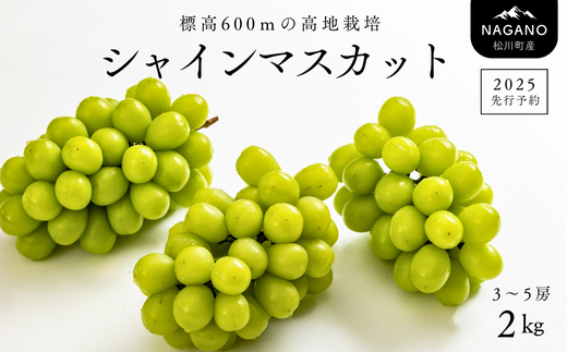 TK06-25A 【先行予約】ぶどう シャインマスカット 約2kg 3～5房 種なし／2025年9月中旬頃～配送予定 // 贈答 長野県 信州 シャインマスカット マスカット 種なし 皮ごと ぶどう 葡萄 果物 フルーツ