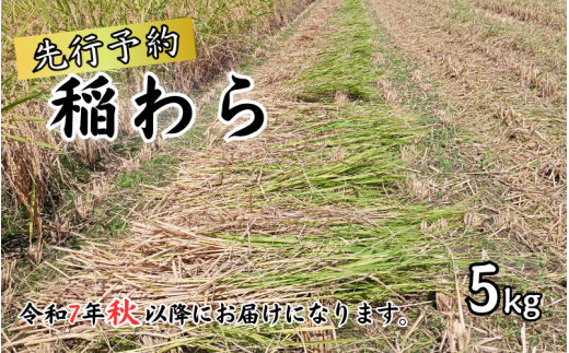 岩美町産コシヒカリの稲わら （長いタイプ）５kg｜鳥取 岩美 稲わら わら 藁 家庭菜園 先行予約 お届けは令和7年10月～【34003】 1759996 - 鳥取県岩美町