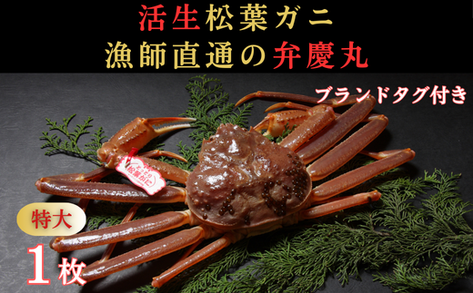 1243  松葉ガニ活生「特大1枚」ブランドタグ付き(弁慶丸)【到着日指定不可】 905837 - 鳥取県鳥取市