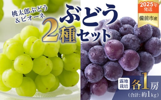 【2025年発送】びぜん葡萄「桃太郎ぶどう」「ピオーネ」（露地栽培）各1房 【 岡山県備前市産 桃太郎ぶどう ピオーネ 露地栽培 各1房 セット 樹上完熟 】 1258270 - 岡山県備前市