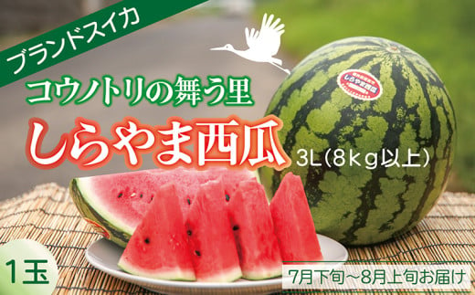 〈2025年 先行予約〉【コウノトリが舞う里で栽培される西瓜】しらやま西瓜　3L（8kg以上）1玉ブランドスイカ 1861559 - 福井県越前市