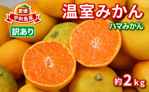 訳あり 温室みかん 7月発送 先行予約 ハマみかん 温州みかん 温室蜜柑 ハウス栽培 ハウスみかん 訳アリ 訳あり品 ふるさと納税訳あり 興津 早生 ハウス みかん mikan 果物 フルーツ 柑橘 蜜柑 愛媛ミカン 愛媛蜜柑 愛媛みかん 農家直送 産地直送 数量限定 国産 愛媛 宇和島 B010-075012 1833859 - 愛媛県宇和島市