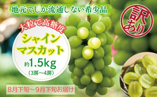 〈2025年 先行予約〉訳あり シャインマスカット約1.5kg（3房〜4房）【数量限定】福井県越前市産 露地栽培 高糖度 1861424 - 福井県越前市