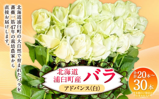 バラ アドバンス（白）（20‐30本）| 花 バラ 薔薇 ローズ 生花 白 贈り物 プレゼント ギフト【2025年5月下旬～11月下旬まで発送予定】 1720540 - 北海道浦臼町