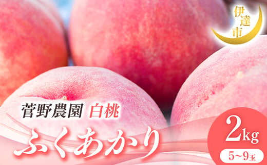 2025年出荷分 先行予約 福島県産 ふくあかり 2kg 2025年7月中旬～2025年8月下旬発送 先行予約 予約 伊達の桃 伊達市 桃 贈り物 贈答 ギフト もも モモ 果物 くだもの フルーツ 国産 食品 F21C-012 1733725 - 福島県伊達市