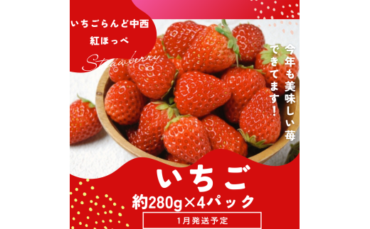 （冷蔵） 朝採り完熟いちご 紅ほっぺ 1120g(280g×4パック)農家直送 静岡県産 1268