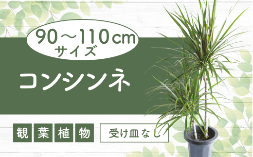 2025年2月中旬～発送【観葉植物】コンシンネ90cm～110cm(JAいぶすき/014-1864) 観葉 植物 グリーン インテリア 室内 緑 鉢付 オフィス おしゃれ マイナスイオン インテリアグリーン コンシンネ 家 おしゃれ シンプル 鹿児島【配送不可地域：北海道・沖縄県・離島】