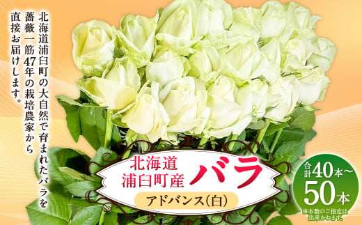 バラ アドバンス（白）（40‐50本）| 花 バラ 薔薇 ローズ 生花 白 贈り物 プレゼント ギフト【2025年5月下旬～11月下旬まで発送予定】 1720541 - 北海道浦臼町