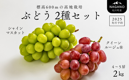 TK17-25A 【先行予約】 ぶどう２種セット（シャインマスカット／クイーンルージュ 1713128 - 長野県松川町