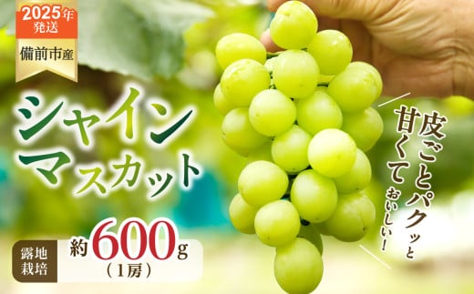 【2025年発送】びぜん葡萄「シャインマスカット」（露地栽培）1房入 【 岡山県備前市産 シャインマスカット 露地栽培 1房 約600ｇ前後 樹上完熟 】 1258268 - 岡山県備前市