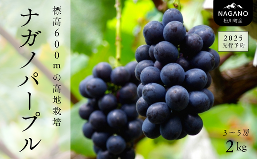 TK07-25A 【先行予約】ぶどう ナガノパープル 約2kg 3～5房 種なし／2025年9月上旬頃～配送予定 // 長野県 信州 ぶどう 葡萄 ナガノ パープル 種なし