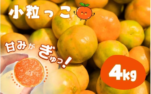 温州みかん 「小粒っこ」 4g ※箱込み (極早生・早生・中生・晩稲)【2S～3Sサイズおまかせ】【2025年10月中旬～2026年1月下旬までに順次発送】＜味好農園＞/温州 みかん 小玉 蜜柑 柑橘 みかん 極早生 早生 中生 晩稲 小粒 果物 フルーツ 【agy026】 1721530 - 和歌山県紀美野町