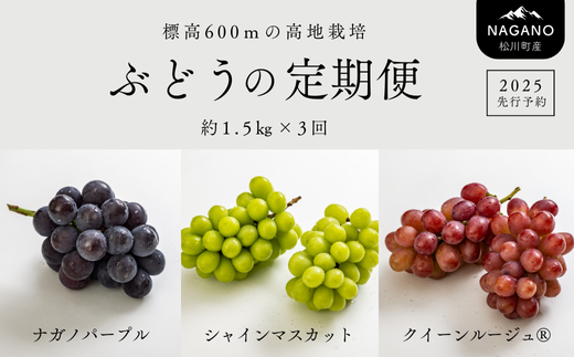 TK15-25A 【先行予約】ぶどうの定期便 約1.5kg×3回（ナガノパープル／シャインマスカット／クイーンルージュ 1713126 - 長野県松川町