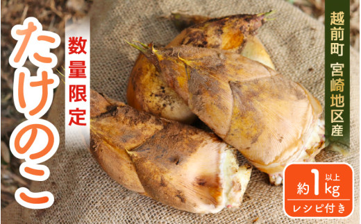 【先行予約】赤土 たけのこ 約1kg 越前町 宮崎地区産 採れたてを産地直送でお届け！ 【 筍 タケノコ  竹の子 生 】【令和7年4月上旬より順次発送予定】 [e27-a035]