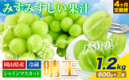 【2025年先行予約】ぶどう 4ヶ月 定期便 シャインマスカット 晴王 1.2kg 2房 岡山県産《7月上旬-10月末頃出荷》 ハレノフルーツ マスカット 送料無料 岡山県 浅口市 フルーツ 果物 国産 岡山県産【配送不可地域あり】 st-p