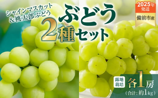 【2025年発送】びぜん葡萄「シャインマスカット」「桃太郎ぶどう」（露地栽培）各１房入  【 岡山県備前市産 シャインマスカット 桃太郎ぶどう 露地栽培 各1房 セット 樹上完熟 】 1258289 - 岡山県備前市