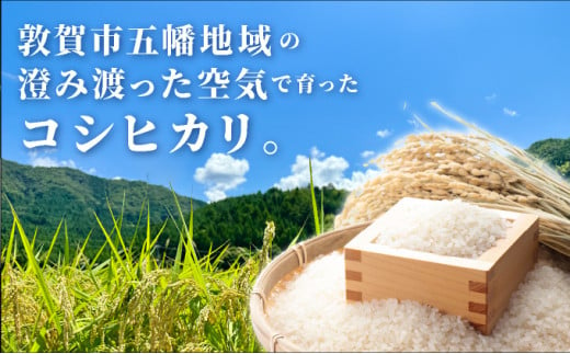 福井県産 コシヒカリ 玄米 30kg 【米 コメ お米 精米 白米 玄米 ご飯 飯 こしひかり ブランド米 国産 お中元 お歳暮  ギフト】[095-a005] - 福井県敦賀市｜ふるさとチョイス - ふるさと納税サイト