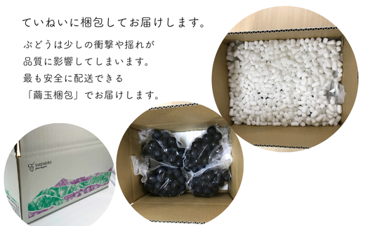 長野県松川町のふるさと納税 TK07-25A 【先行予約】ぶどう ナガノパープル 約2kg 3～5房 種なし／2025年9月上旬頃～配送予定 // 長野県 信州 ぶどう 葡萄 ナガノ パープル 種なし