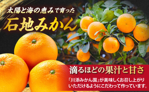 みかん サーロイン 定期便