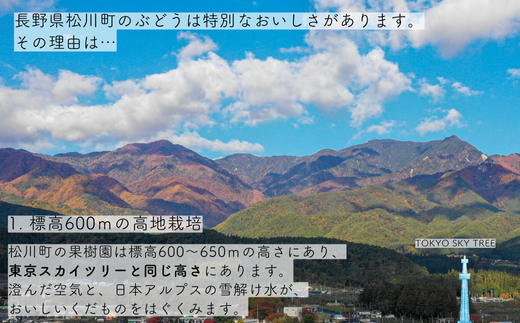 長野県松川町のふるさと納税 TK07-25A 【先行予約】ぶどう ナガノパープル 約2kg 3～5房 種なし／2025年9月上旬頃～配送予定 // 長野県 信州 ぶどう 葡萄 ナガノ パープル 種なし