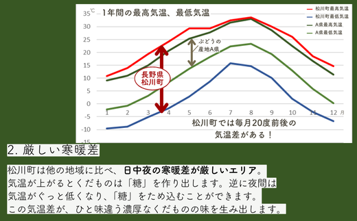 長野県松川町のふるさと納税 TK07-25A 【先行予約】ぶどう ナガノパープル 約2kg 3～5房 種なし／2025年9月上旬頃～配送予定 // 長野県 信州 ぶどう 葡萄 ナガノ パープル 種なし