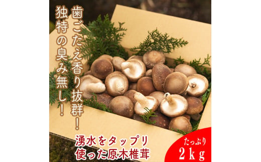 一度食べたらもう一度食べたくなる！肉厚生しいたけ【原木】≪2kg≫季節限定（10月～３月末）【 家庭用 自宅用 贈答品 贈答用 ギフト お取り寄せ お中元 お歳暮 贈り物 お祝い 神奈川県 小田原市 】