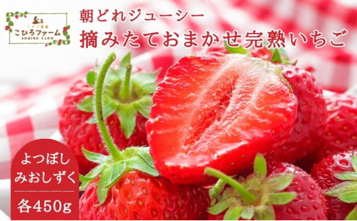 【贈答用】滋賀県湖南市産　摘みたて完熟いちご食べ比べ2種（よつぼし・みおしずく）各約450g[№5748-0520]