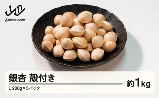 銀杏 祖父江のぎんなん 1kg ( 500g × 2箱 ) 大粒 光田農園 - 愛知県稲沢市｜ふるさとチョイス - ふるさと納税サイト