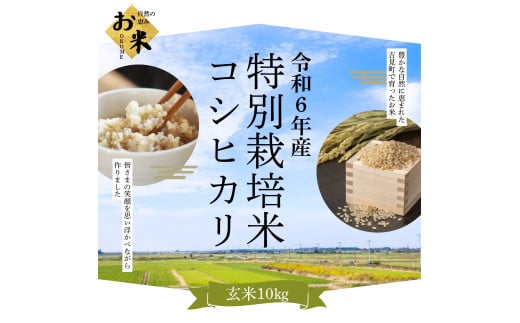 [令和６年産]埼玉県比企郡吉見町産 特別栽培米コシヒカリ 【玄米】 10㎏ 283608 - 埼玉県吉見町