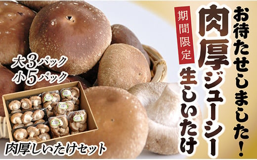  農林水産大臣賞受賞 【期間限定】肉厚しいたけセット 600480 - 山形県最上町