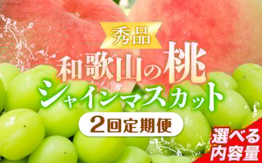 [2回定期便][贈答用/熨斗非対応]秀品 和歌山の桃 約2kg (6玉~8玉) 大粒 シャインマスカット 約1.2kg または 1.4kg m&n果実園 [2025年6月中旬-10月下旬頃出荷]和歌山県 紀の川市 送料無料 桃 旬 果物 フルーツ[配送不可地域あり]