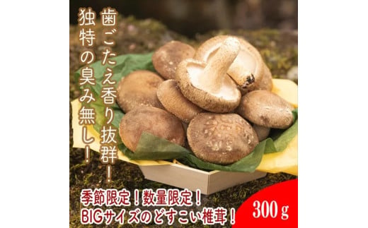 一度食べたら忘れられない！どすこい生しいたけ【原木】300ｇ【 家庭用 自宅用 贈答品 贈答用 ギフト お取り寄せ お中元 お歳暮 贈り物 お祝い 神奈川県 小田原市 】