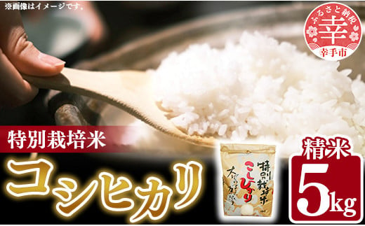 令和6年度産【特別栽培米】コシヒカリ 5㎏ - こしひかり 5kg 令和６年産 精米 埼玉県 幸手市 幸手市産 1833900 - 埼玉県幸手市