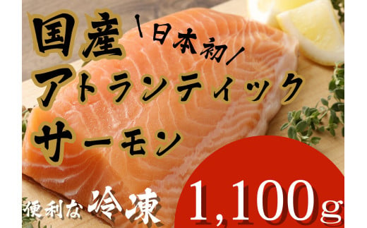 E36【5月23日(金)発送】日本初！今話題の国産アトランティックサーモン「FUJI ATLANTIC SALMON」【冷凍】1,100ｇ