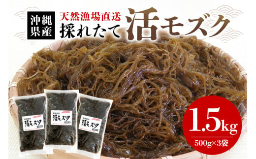 【期間限定】今が旬！天然漁場直送の新鮮食材　採れたて活モズク1.5kg（500g×3）沖縄県産 676429 - 沖縄県糸満市