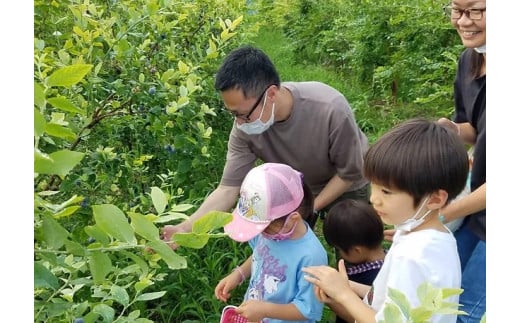 ブルーベリー狩り　利用補助券　3000円分