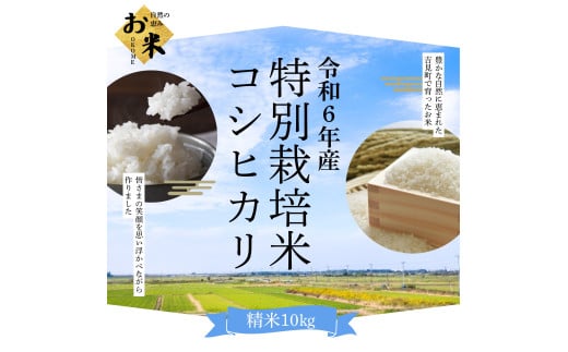 [令和６年産]埼玉県比企郡吉見町産 特別栽培米コシヒカリ 【精米】 10㎏ 283607 - 埼玉県吉見町