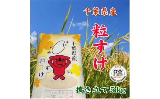 令和6年産千葉県産粒すけ精米5kg【1576623】 1744544 - 千葉県館山市